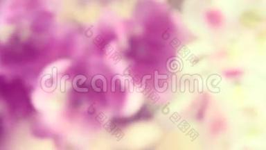 紫薇花背景，不同颜色的紫薇百合
